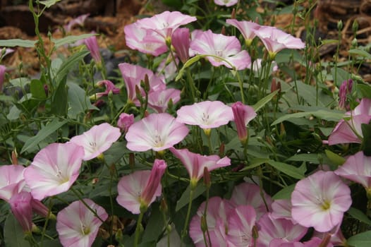 Bindweed (Convolvulus arvensis) pink flower in the garden.