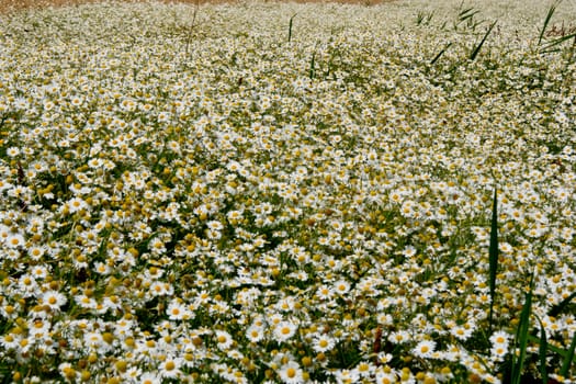 The field of medicinal plants blooming chamomile.