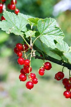 Red currants on the bush.