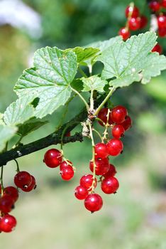 Red currants on the bush.