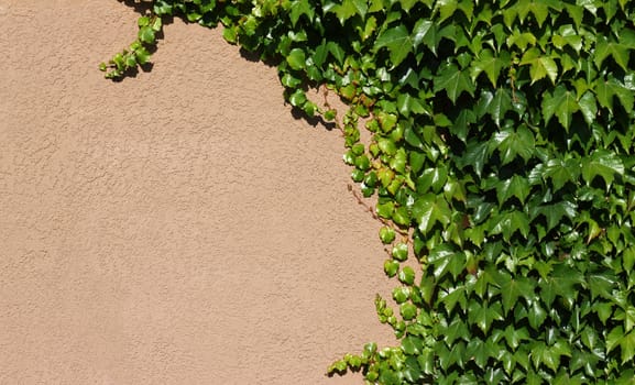 Background of green ivy on concrete wall