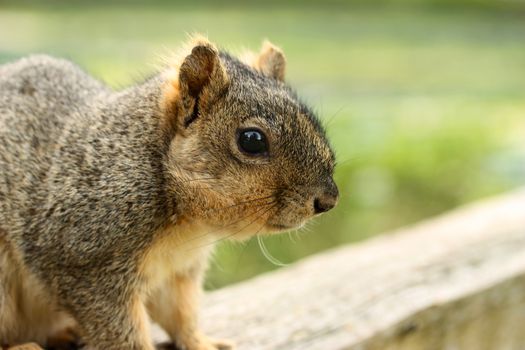 Close up of grey squirrel