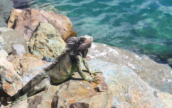 Tropical iguana on the rocks