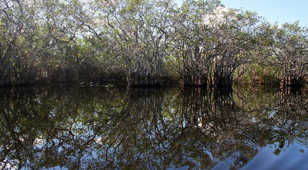 Reflection of trees in everglades wetland