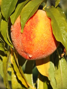 Peach fruit on the branch