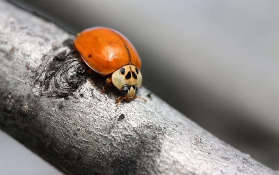 Orange ladybug on tree branch
