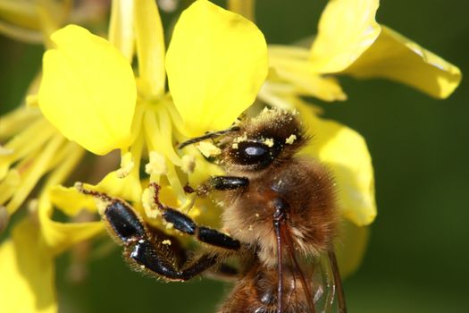 Bee gathering nectar from yellow flower