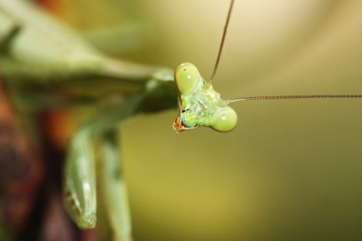 Portrait of green praying mantis