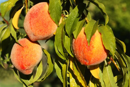 Fresh ripe peaches on tree branch