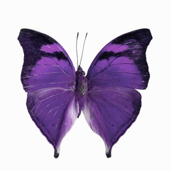 Purple butterfly, Autumn Leaf butterfly, Nymphalid butterfly (Doleschallia bisaltide), in fancy color profile, isolated on white background