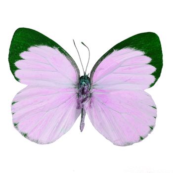 Pink butterfly, Delias butterfly (Delias belisama) in fancy color profile, isolated on white background