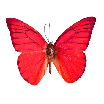 Red butterfly, Orange Albatross Butterfly (Appias nero galba) in fancy color profile, isolated on white background