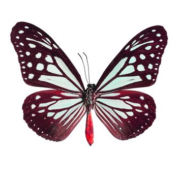 Brown butterfly,Tawny Mime butterfly in fancy color profile, isolate on white background