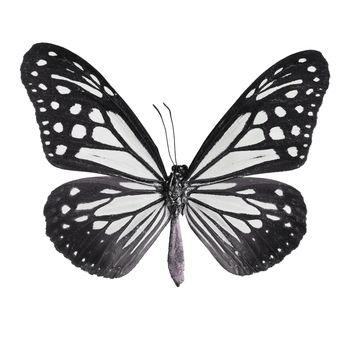 Black butterfly,Tawny Mime butterfly in fancy color profile, isolate on white background