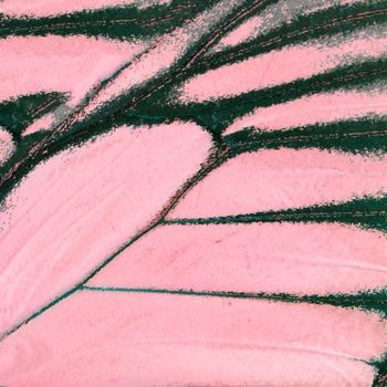 Nature texture, derived from pink butterfly wing background