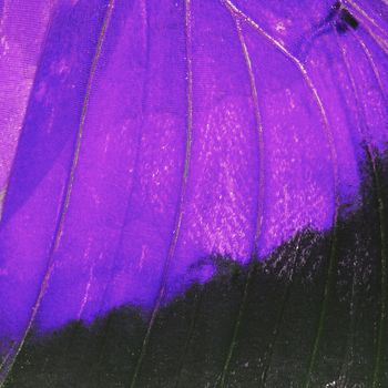 Nature texture, derived from purple butterfly wing background