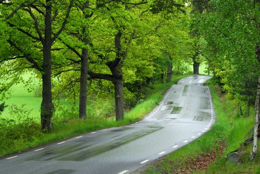 A wet road in morning forest