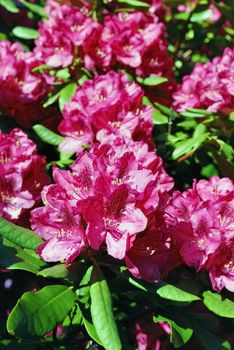 Rhododendron bush