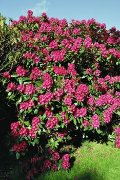 Rhododendron bush