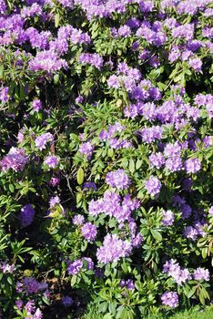 Rhododendron bush