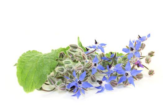Borage leaves and flowers on a bright background