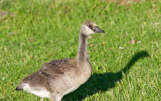 Young cackling goose is eating the grass on the sunny evening