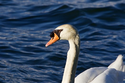 The unsure mute swan is swimming in the lake