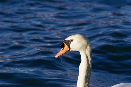 The close-up of the thoughtful mute swan