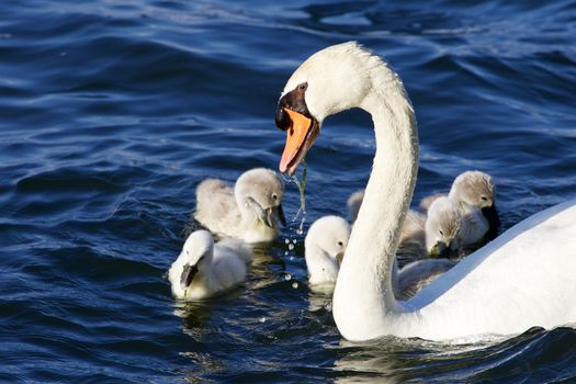 The father-swan helps her chicks to get the algae from the lake