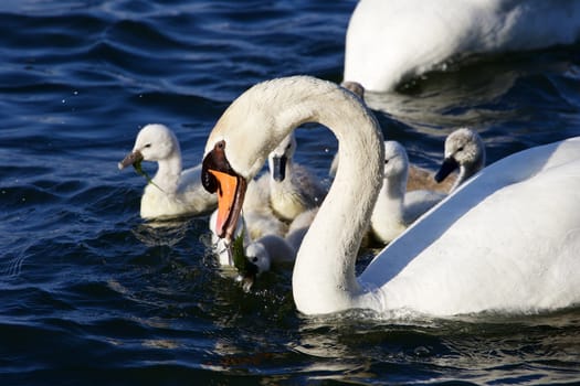 The father-swan is taking care about his children