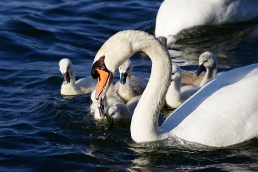 The mute swan is getting the food for his children