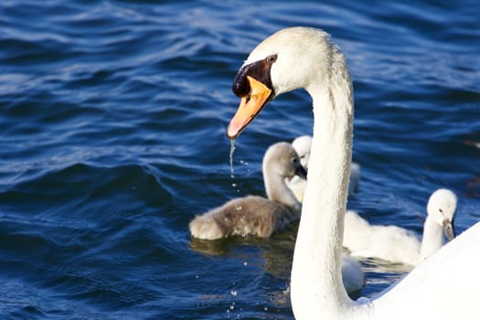 The mute swan seems to be tired 