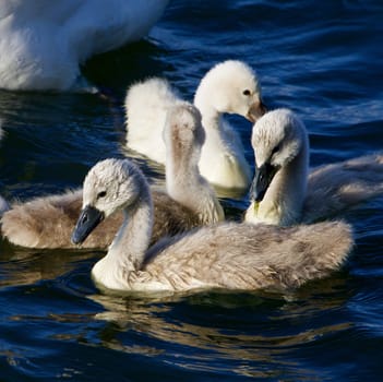 Young mute swans are swimming in the lake