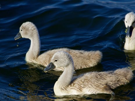 Two young mute swans are swimming in the lake