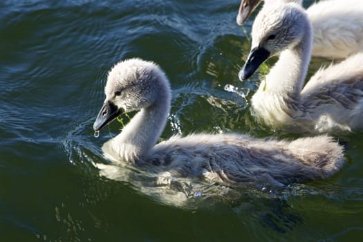 Cute young mute swans are swimming