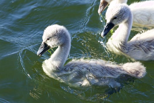 Cute young chick og the mute swans close-up