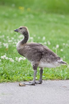 Young cackling goose is staying on the road