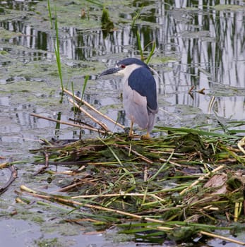 Black-crowned night heron close-up