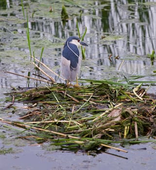 Black-crowned night heron is staying near the water