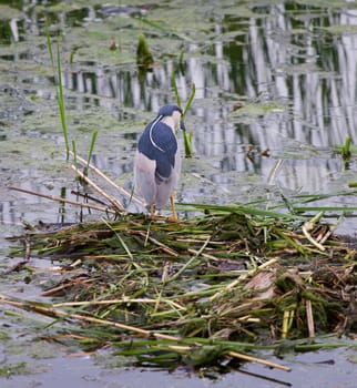 Funny black-crowned night heron is searching for the food in the lake