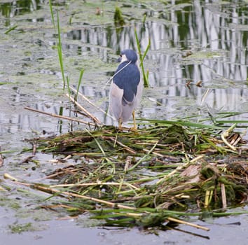 Funny black-crowned night heron is searching for the food in the lake