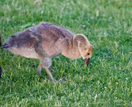 The young cackling goose is searching for the food