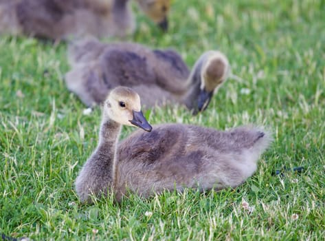 Young cackling geese are laying on the grass