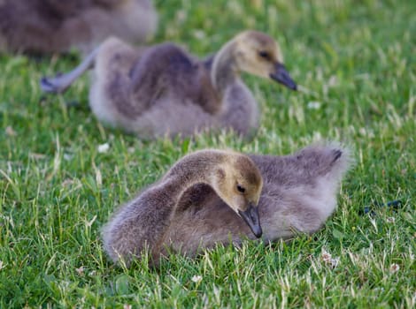 Sad young cackling goose is laying on the grass