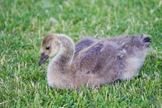 Young cackling goose is laying on the grass and eating