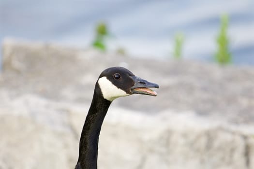 Cackling goose is talking