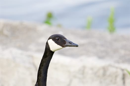 The portrait of the serious cackling goose