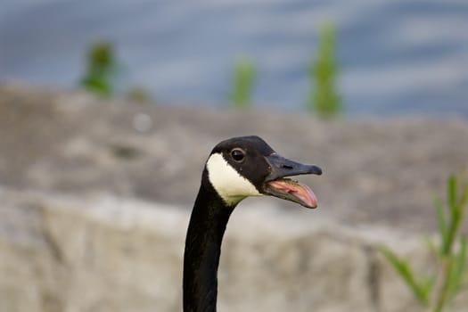 Interesting tonque of the cackling goose with the teeth on it