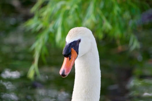 Confident strong mute swan is looking straight