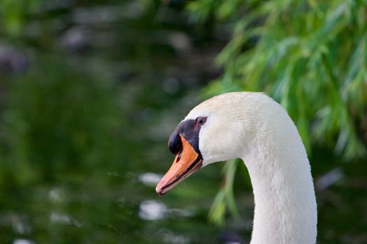 Thoughtful mute swans close-up